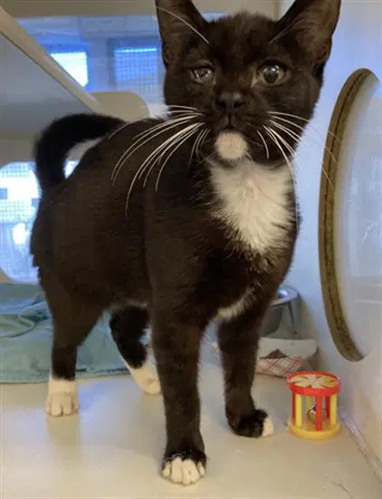 Lulu - Domestic Short Hair