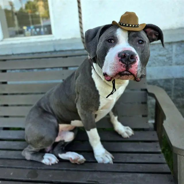Big Deal - Pit Bull Terrier