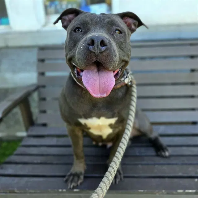 Macy - Staffordshire Bull Terrier