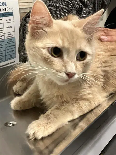 Baby Momma - Domestic Short Hair