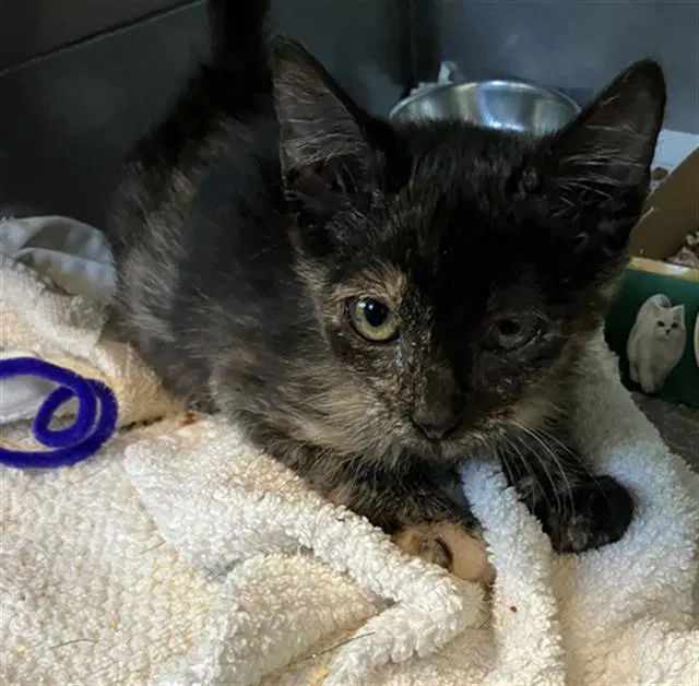 Sweetie Pie - Domestic Short Hair