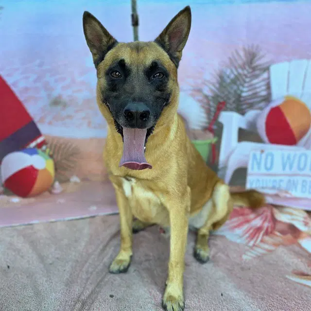 Jett - German Shepherd Dog