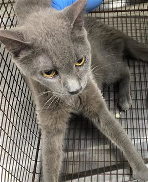 picture of the cat needing adoption