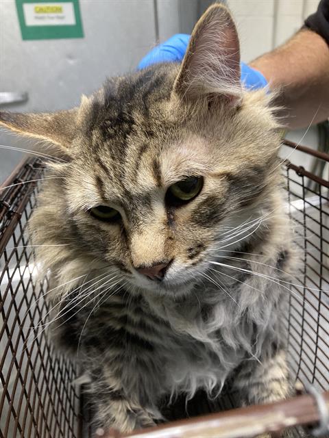 picture of the cat needing adoption