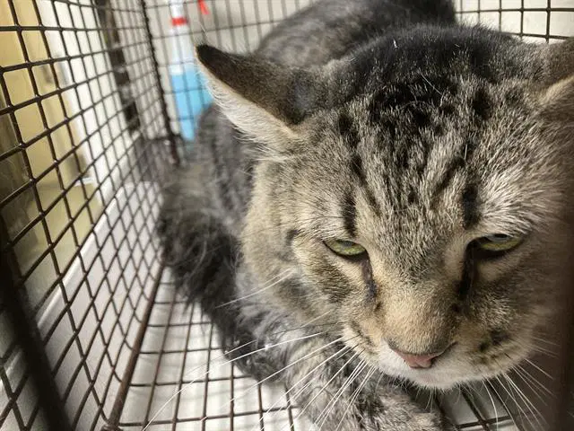 Sam - Domestic Short Hair