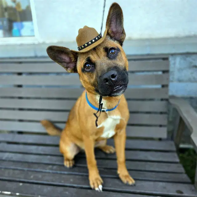 Nelson - German Shepherd Dog