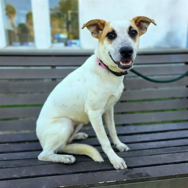 Kissy - Australian Cattle Dog/Blue Heeler