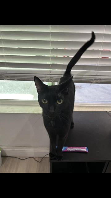 Laila