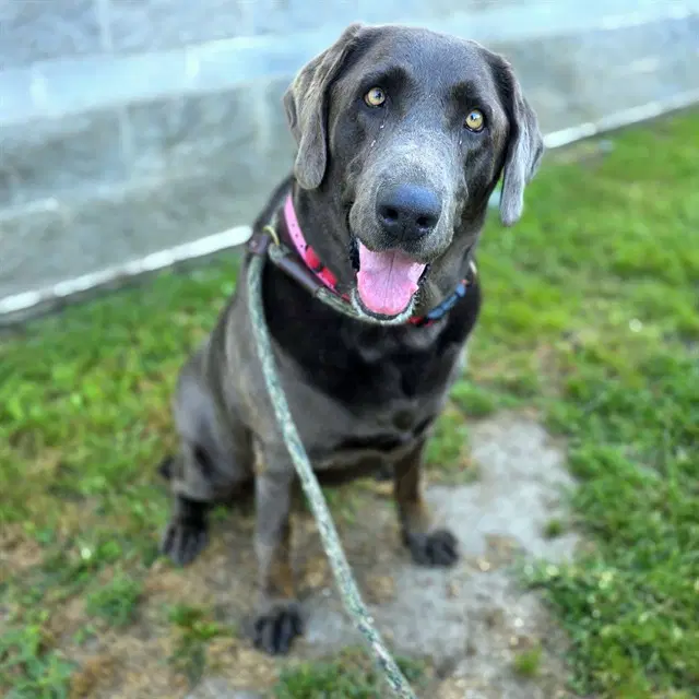 Truffle - Labrador Retriever
