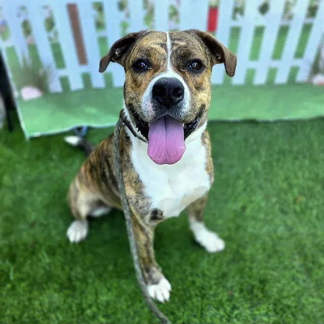 Buttons - American Pit Bull Terrier