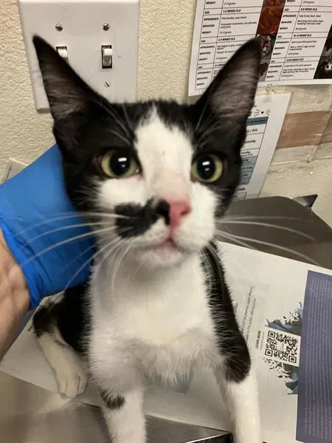 Ivory - Domestic Short Hair