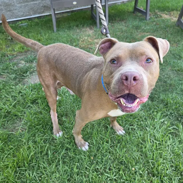 Chopper - Pit Bull Terrier