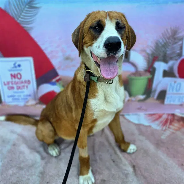 Duke - Saint Bernard