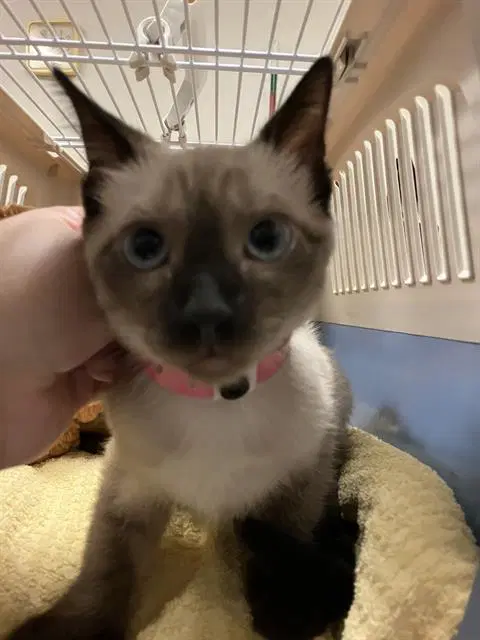 Selina - Domestic Short Hair