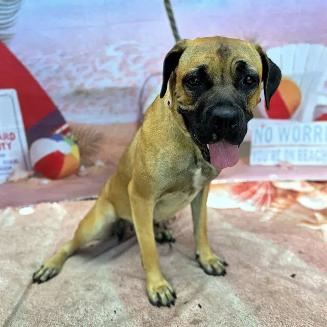 Odette - Mastiff