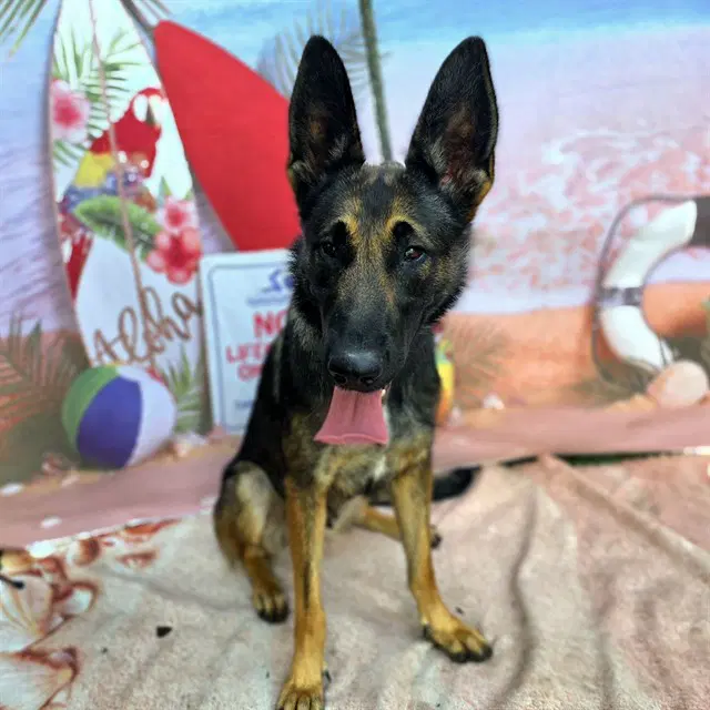 Chloe - German Shepherd Dog