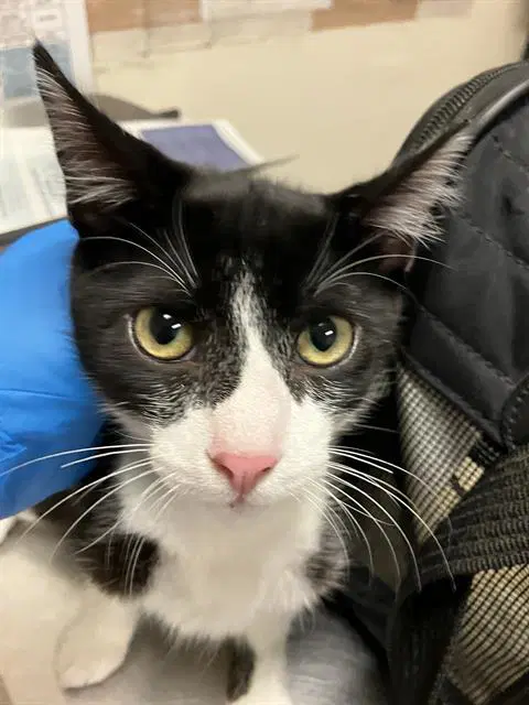 Ebony - Domestic Short Hair