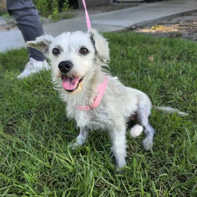 Hanalei - Terrier