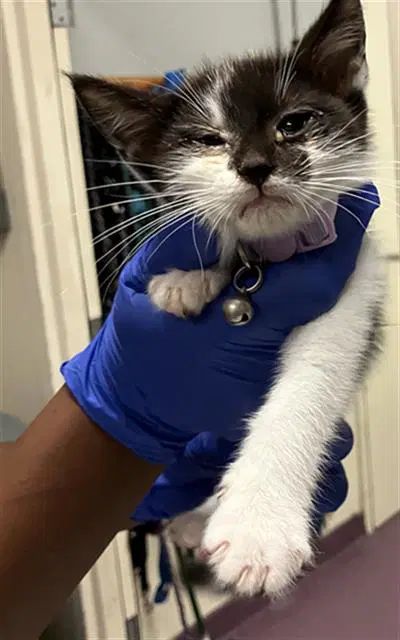 Moo - Domestic Short Hair
