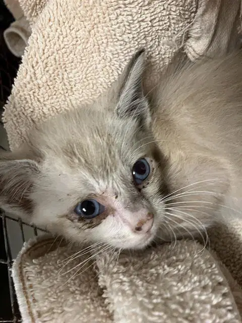 Pippa - Siamese