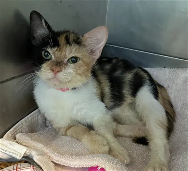 Pecan Pie - Domestic Short Hair
