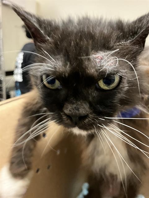 picture of the cat needing adoption