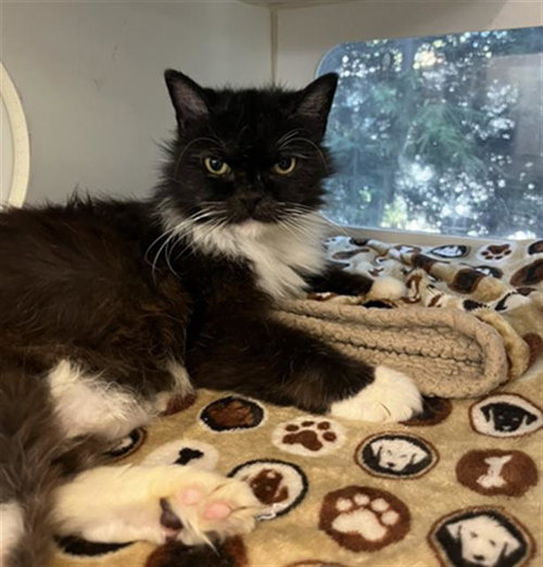 *YUBA, a cat for adoption from Long Beach Animal Care Services