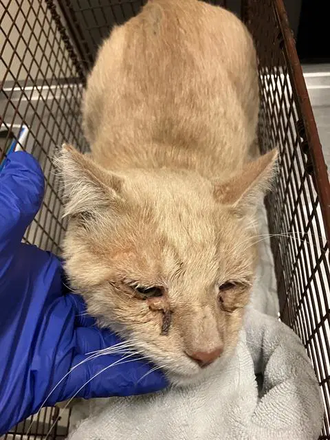 Steve - Domestic Short Hair