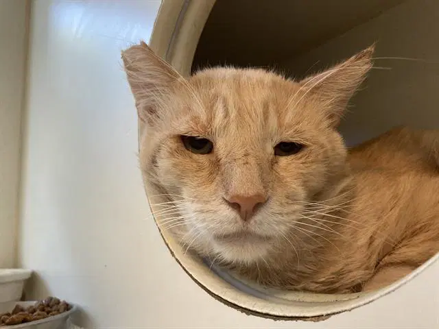 Steve - Domestic Short Hair
