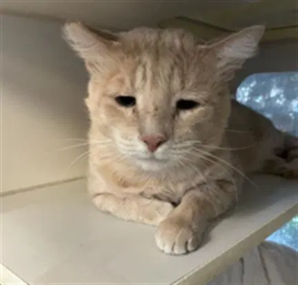 Steve - Domestic Short Hair