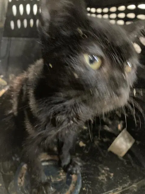 Whiffy - Domestic Short Hair