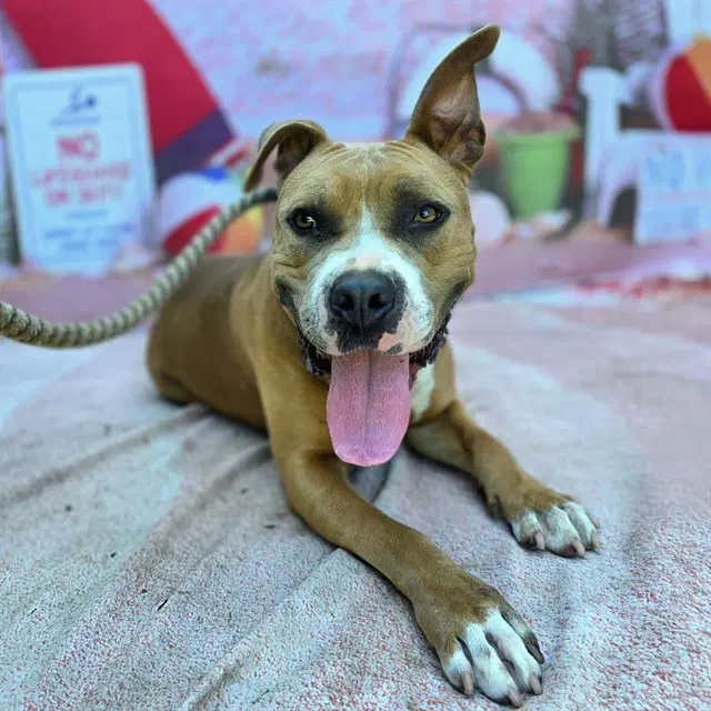Dolly - Pit Bull Terrier