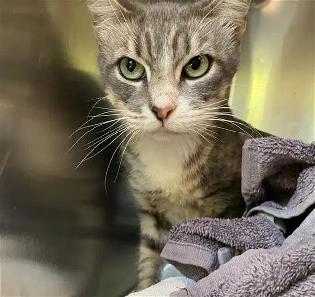 Robin - Domestic Short Hair