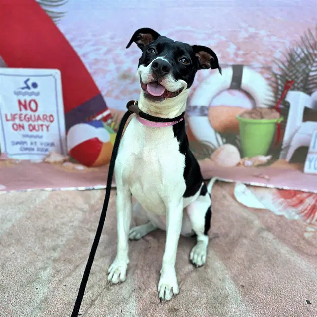 Cha Cha - Patterdale Terrier (Fell Terrier)