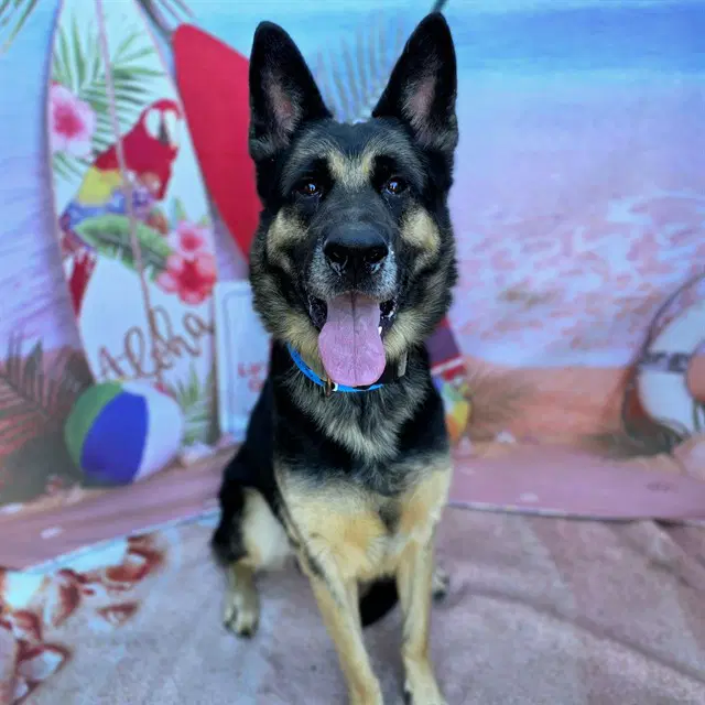 Maxwell - German Shepherd Dog