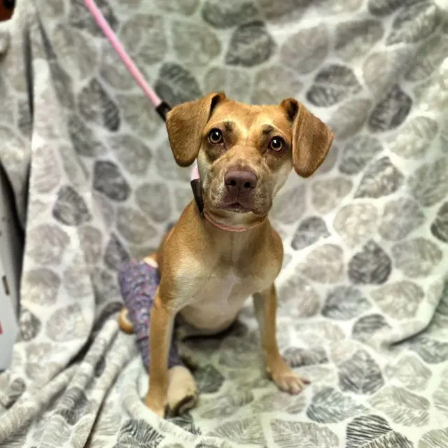Abilene - Beagle