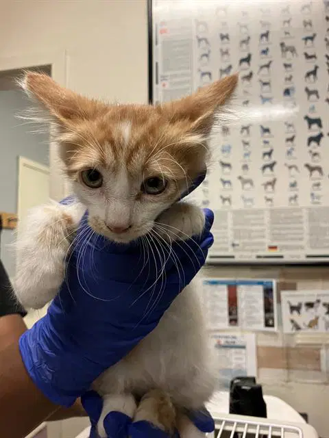 Harry - Domestic Short Hair