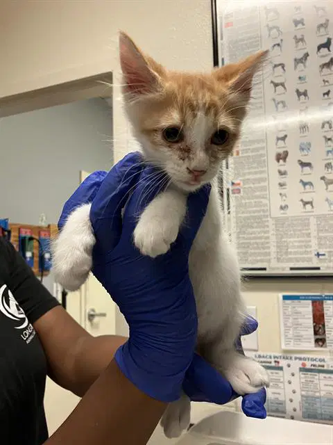 Hank - Domestic Short Hair