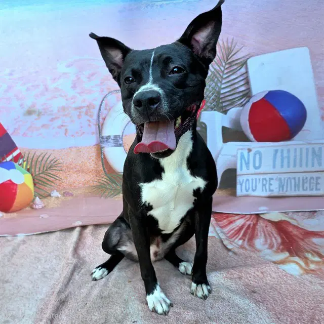 Sully - Pit Bull Terrier