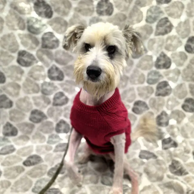 Mr Ed - Terrier
