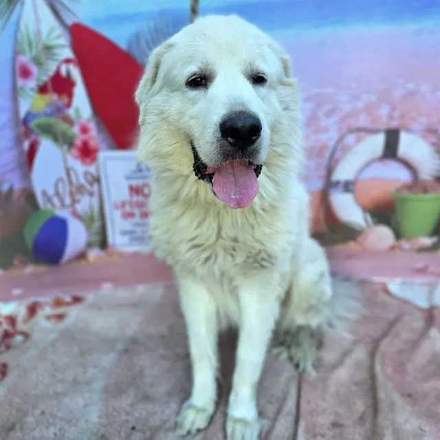 Bob - Great Pyrenees
