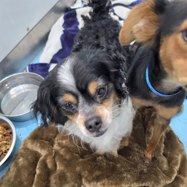 Georgie - Cavalier King Charles Spaniel