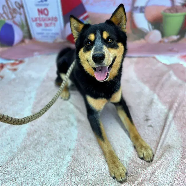 Sleeves - Australian Cattle Dog/Blue Heeler