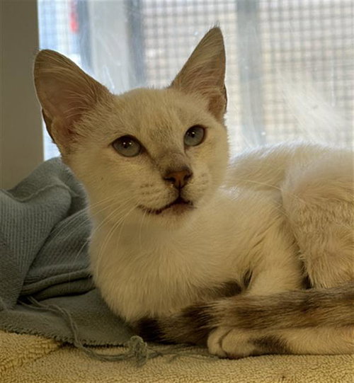 picture of the cat needing adoption