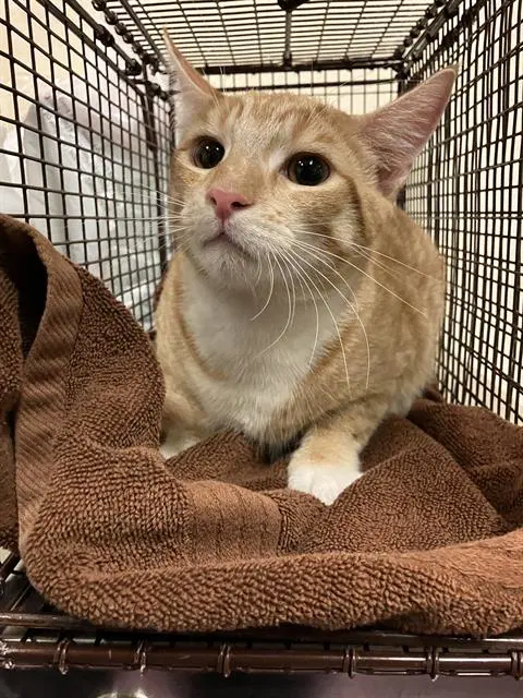 Stripes - Domestic Short Hair