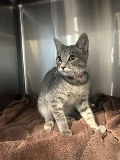 Yazmine - Domestic Short Hair