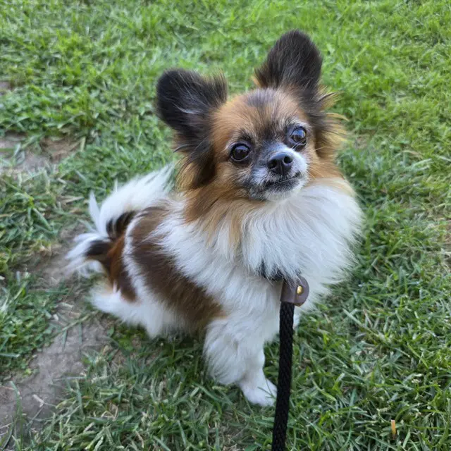 Fish - Pomeranian