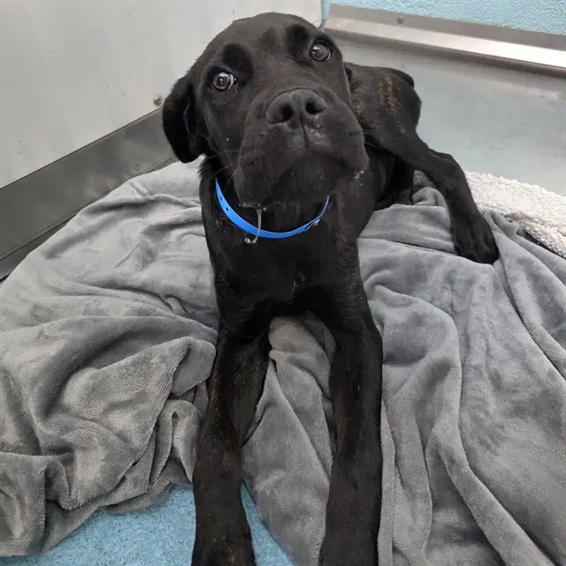 Techno Boogie - Cane Corso Mastiff