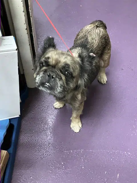 Gretta - French Bulldog