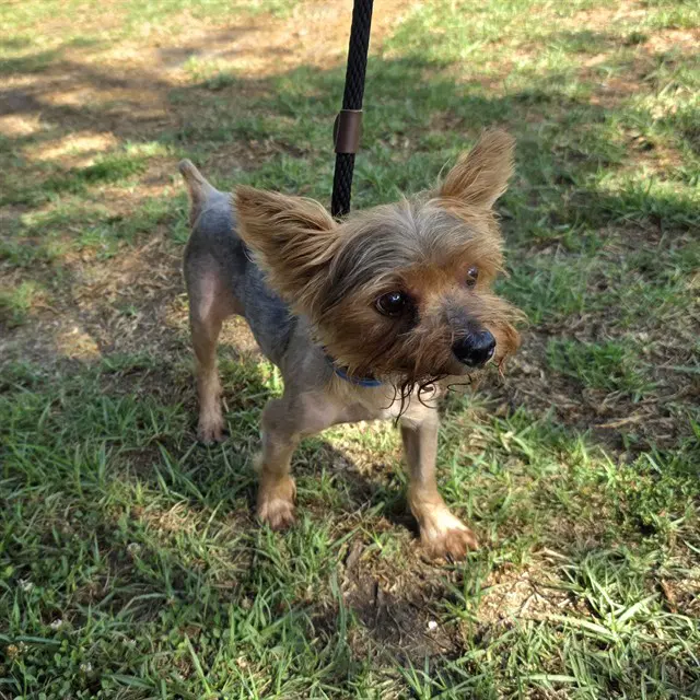 Kah - Yorkshire Terrier Yorkie